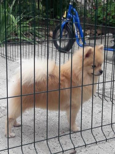 Pomeranci boo, decak