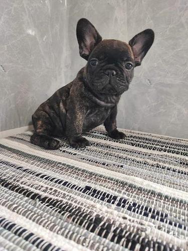 Francuski buldog štenci 