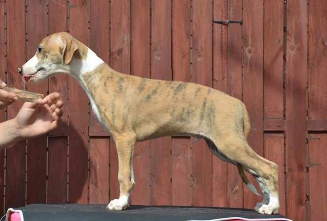 Mali-Engleski-Hrt-Whippet--štenci