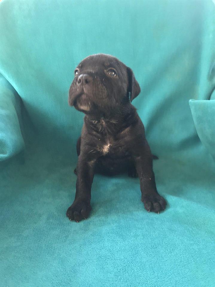 CANE-CORSO-stenci-vrhunskog-porekla