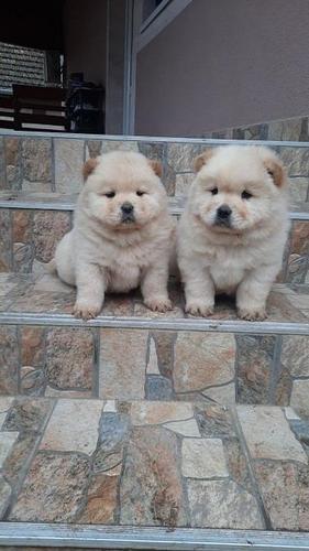 Chow chow cau cau stenad