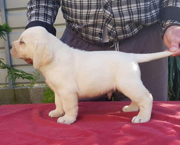 LABRADORI vrhunskog porekla