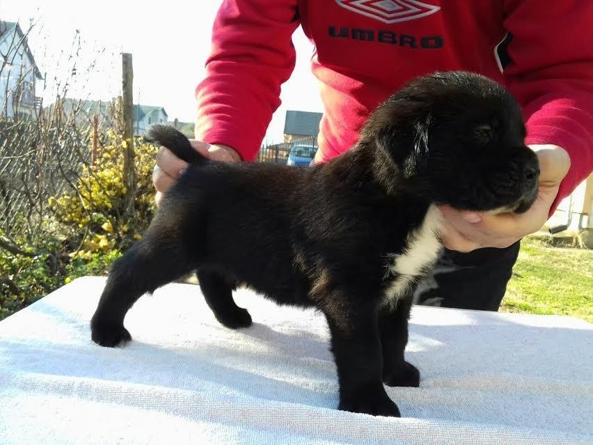 Cane-Corso-štenci---
