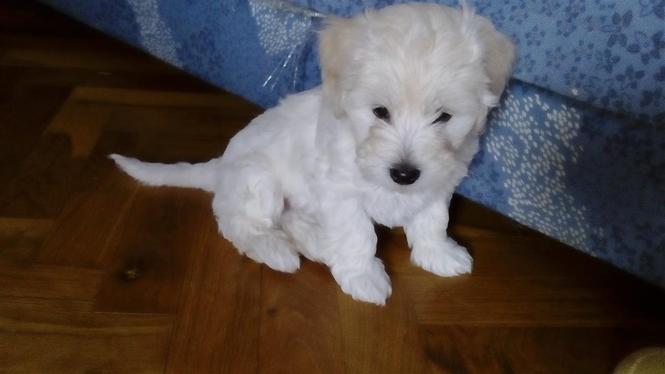 Coton de Tulear 