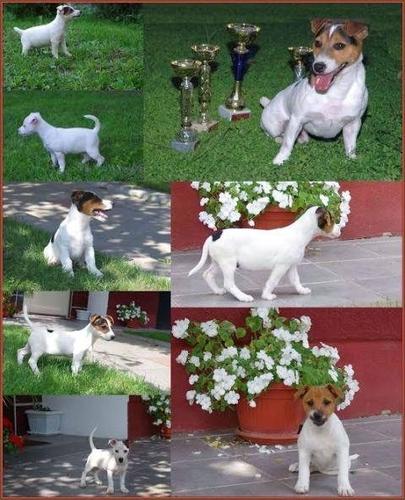 Jack russell terrier 