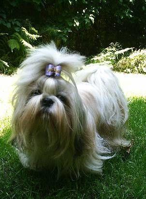 SHIH TZU