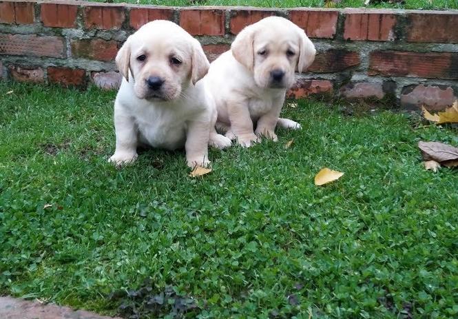 Labrador stenci na prodaju 