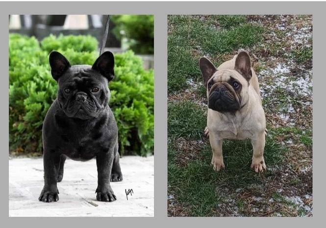 Francuski buldog,stenci 