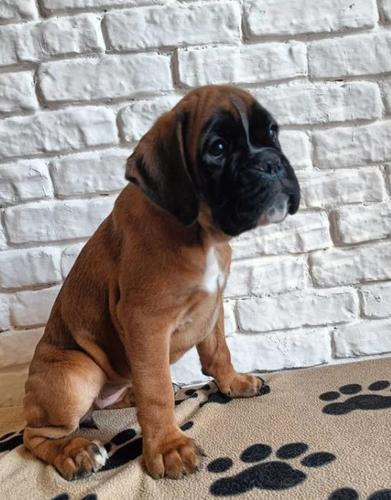 Nemacki Boxer i Nemacki Ovcar stenci