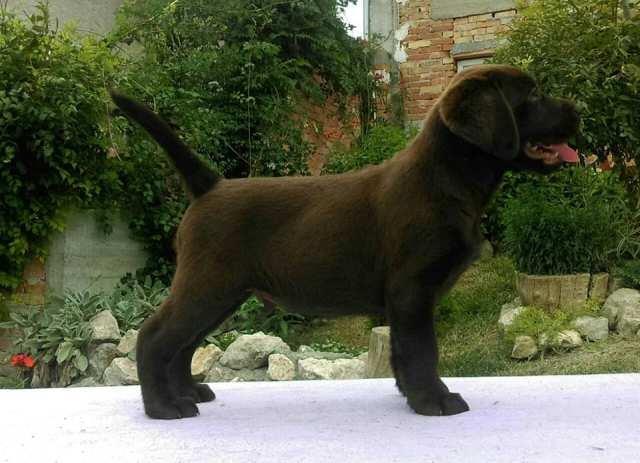 Labrador Retriver, štenci