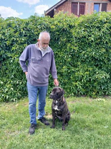Cane Corso