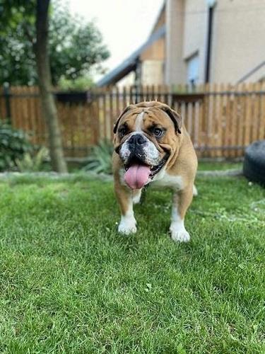 Engleski buldog slobodan za parenje