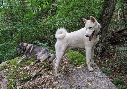 Zapadno-Sibirska-Lajka