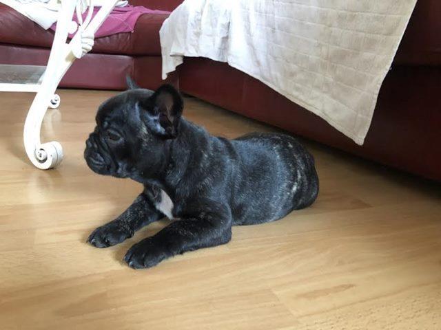 Francuski buldog, prelepe ženkice 