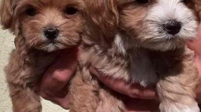 Maltipoo stenci