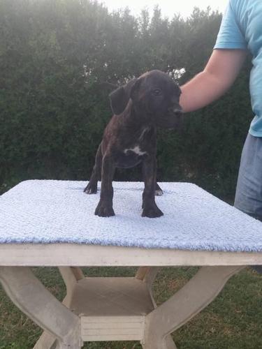 Cane corso štenci