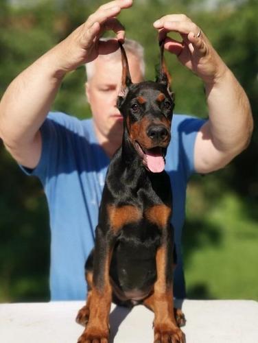 Doberman štenad