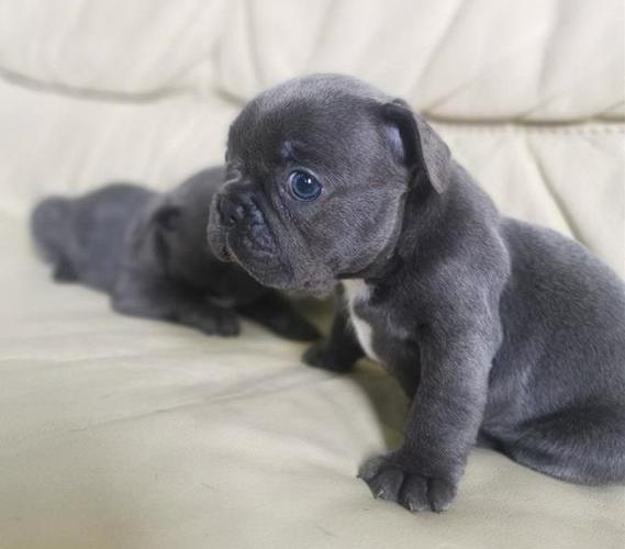 Francuski Buldog Blue i Blue Fawn