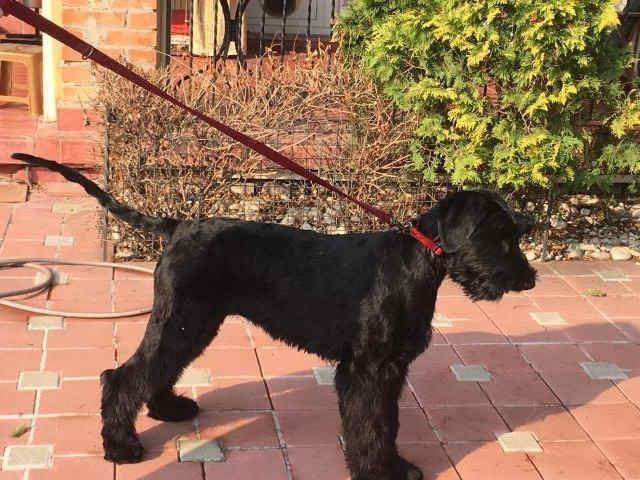 VELIKI SNAUCER - zenka stara 6 meseci