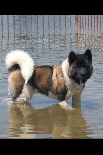 Americka Akita, muzjak slobodan za parenje