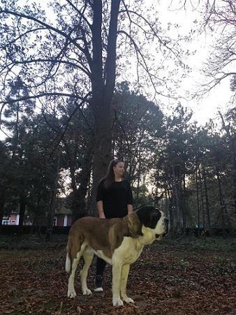Bernardinac slobodan za parenje 
