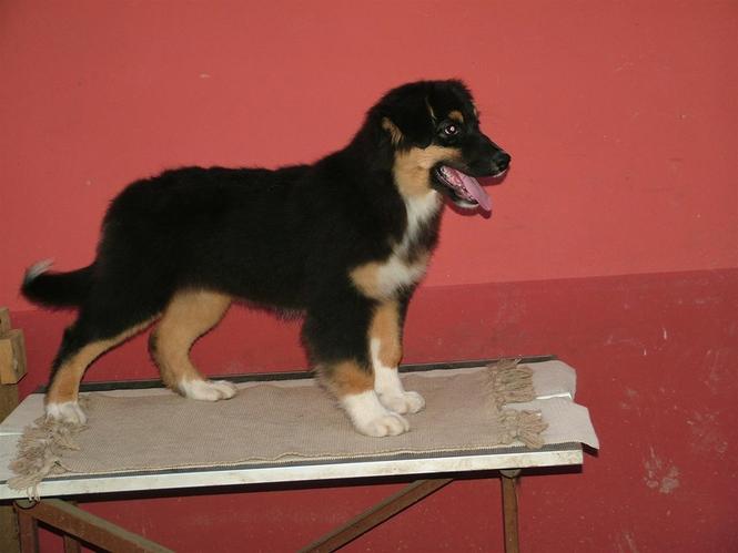 australijski ovčar