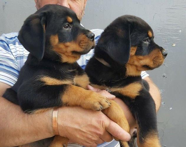 Stajaće štene Rottweiler Dostupne u prodaji