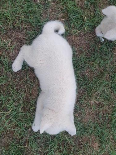 JAPANSKA AKITA ZENSKO STENE