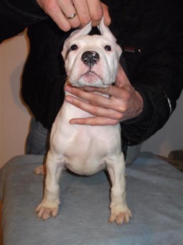 Dogo Argentino