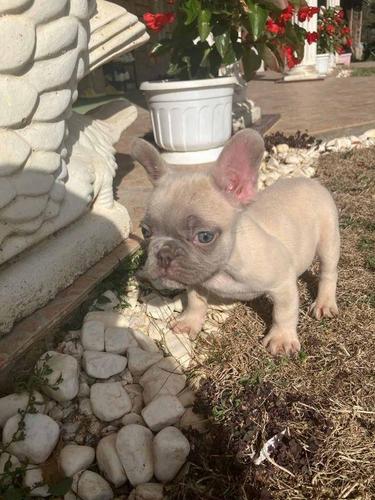 Francuski buldog stenci sa plavim ocima