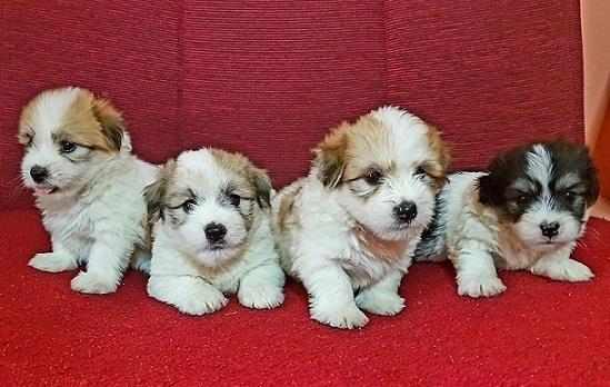 Coton de Tulear-Tulearski pas
