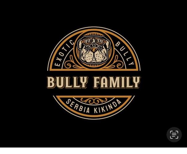 American bully Exotic