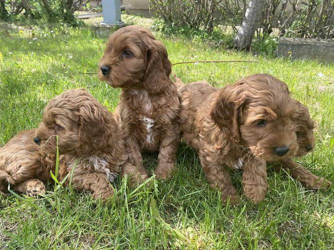 Cockapoo