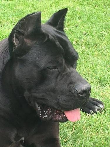 Cane Corso -  izvanredan muzjak 