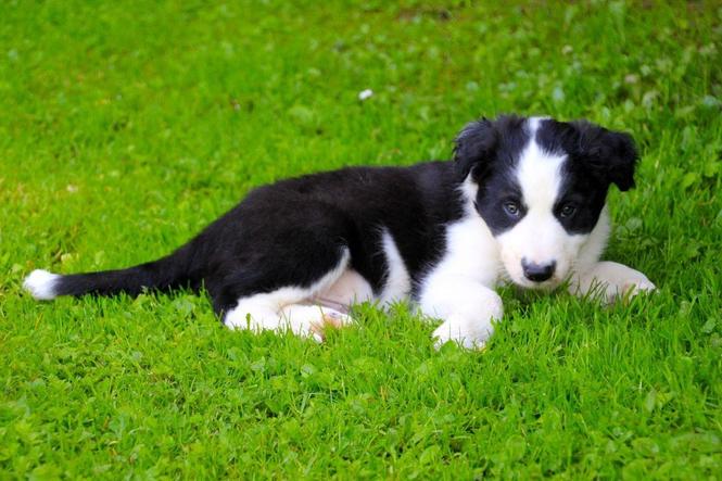 GRANICE COLLIE LJUBITI DOSTUPNO