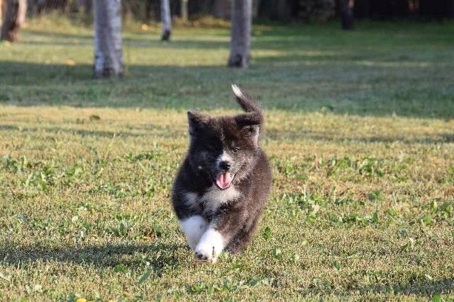 Akita-Inu-stenci