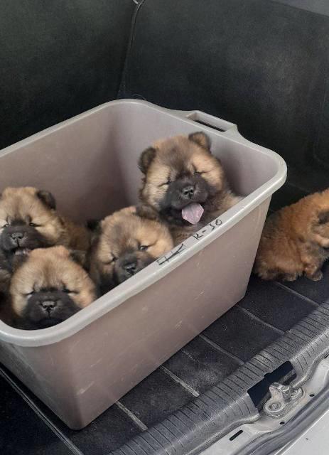 Chow-Chow-štenci