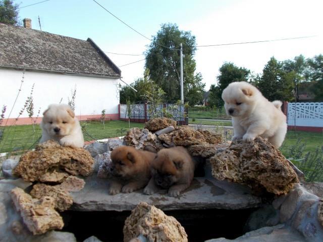 Chow chow cau cau stenad