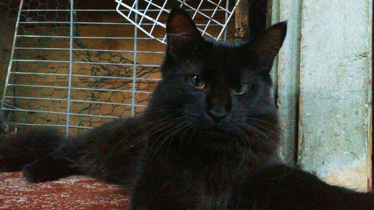 Maine-coon-macici