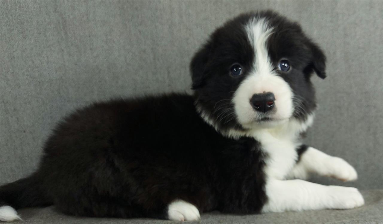 Border-collie--Border-koli--vrhunski-štenci