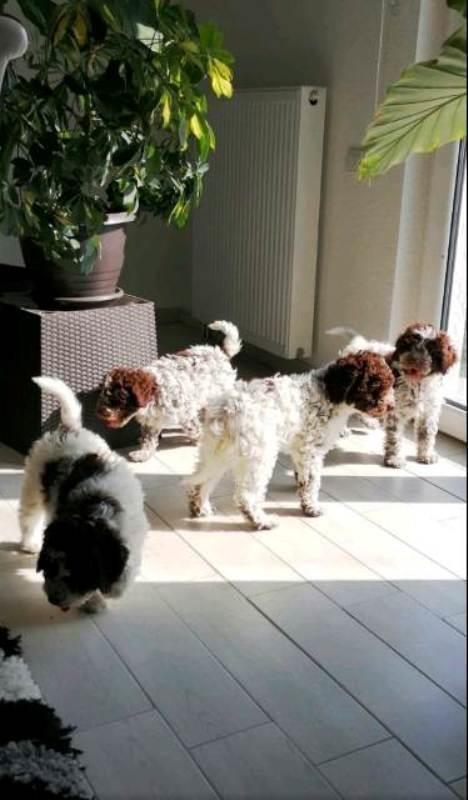 Lagotto-Romagnolo-štenci