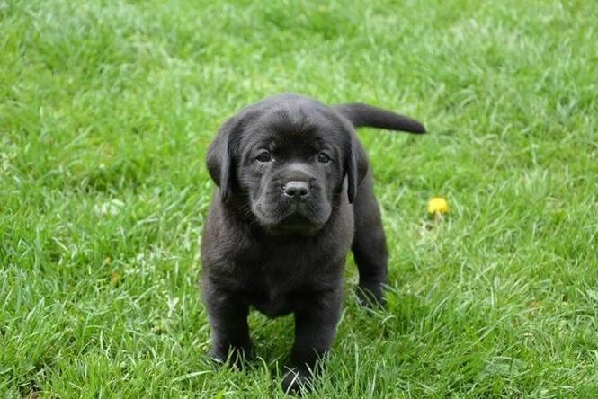 Labrador retriver sampionskog porekla 