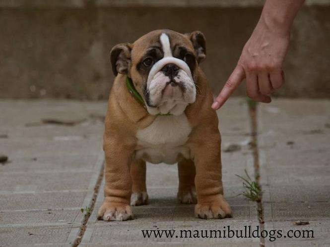 Engleski Buldog