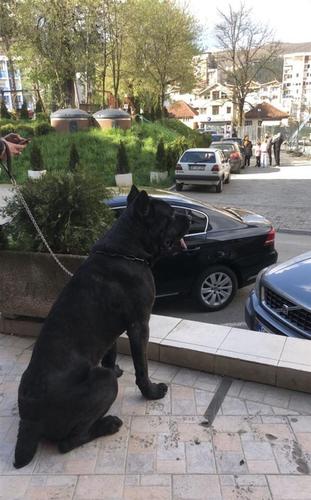 Cane Corso