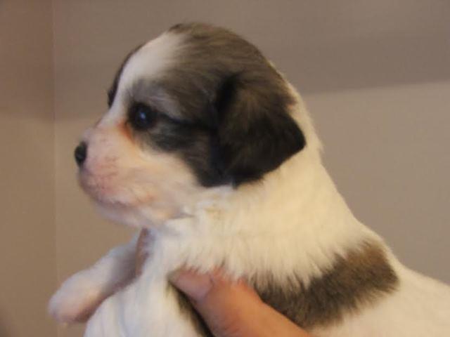 Coton-de-tulear