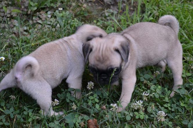 Mops stenci