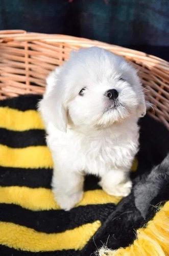 Maltezer i coton de tulear štenci na prodaju