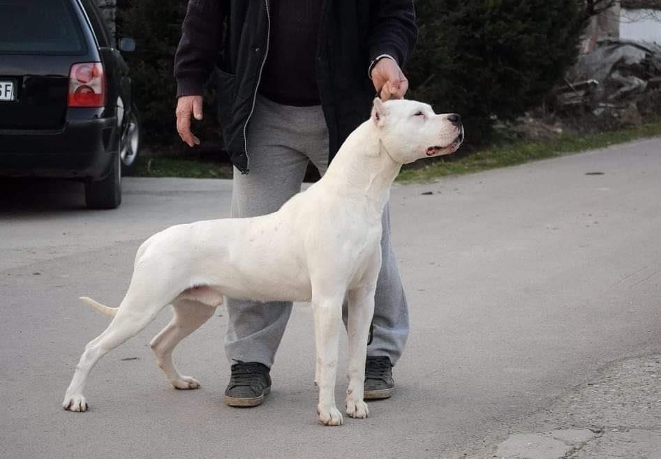Dogo-Argentino--odrasli-psi
