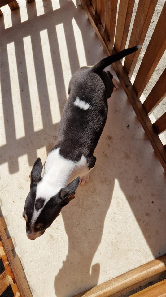 Mini-Bull-Terijer-TOP-štenci