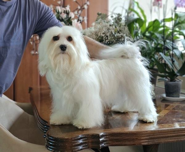 Bichon-Havanese--vrhunski-Havanski-bišoni